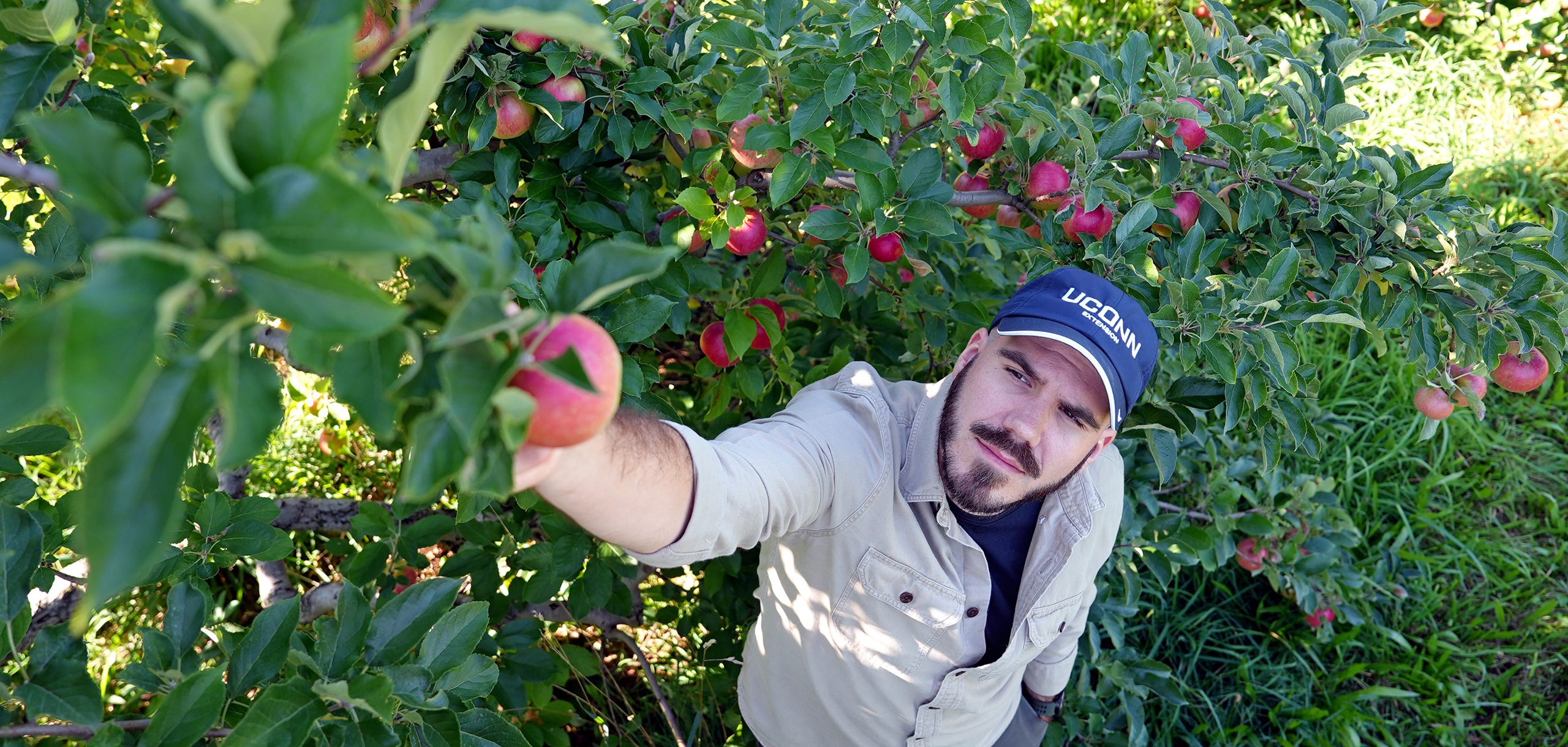 picking apples