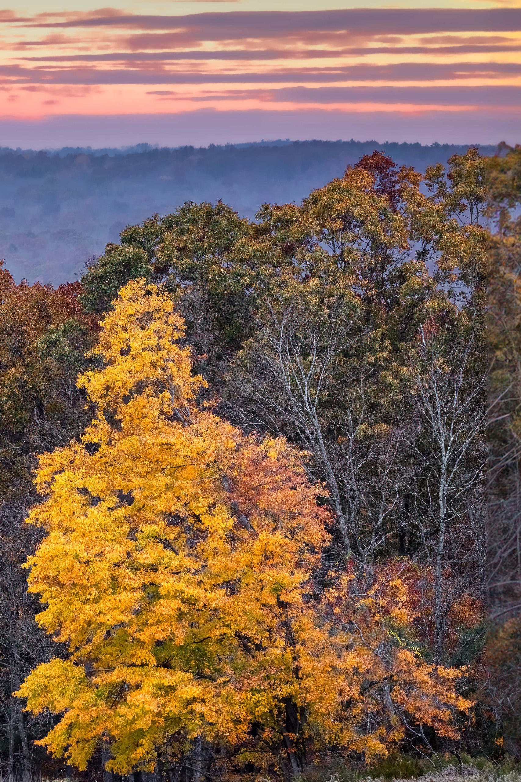 UConn Forest