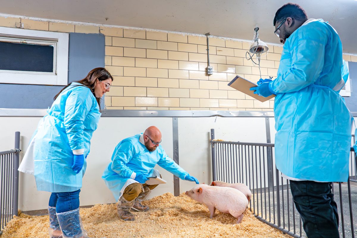 Steven Szczepanek and two other researchers, working with live pigs in a lab