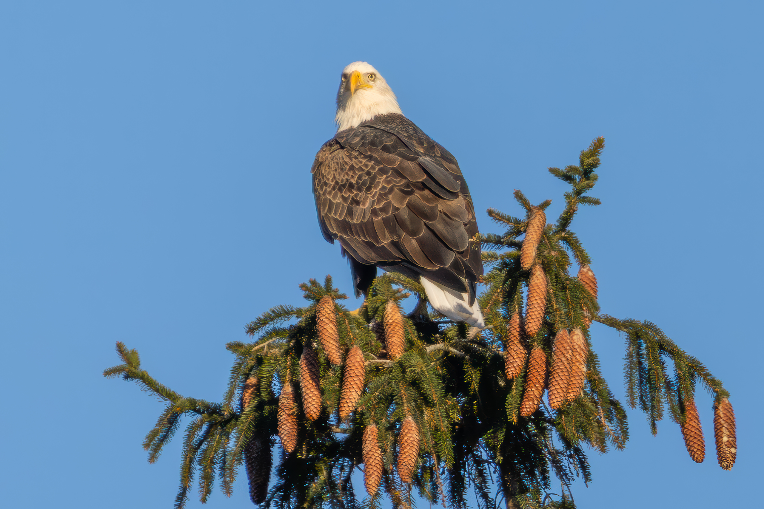 a bald eagle in a tree